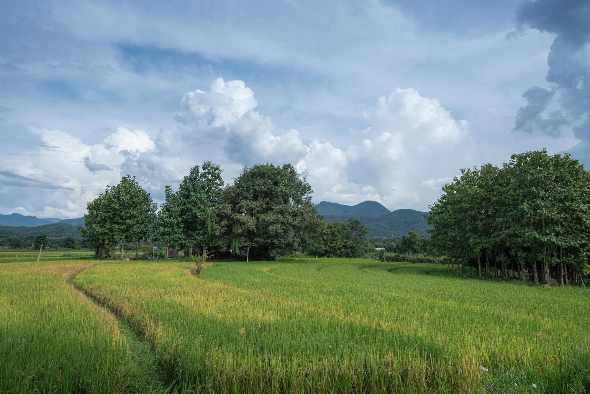 Paddy Fields Haven - Natures Nest Pai Ngoại thất bức ảnh
