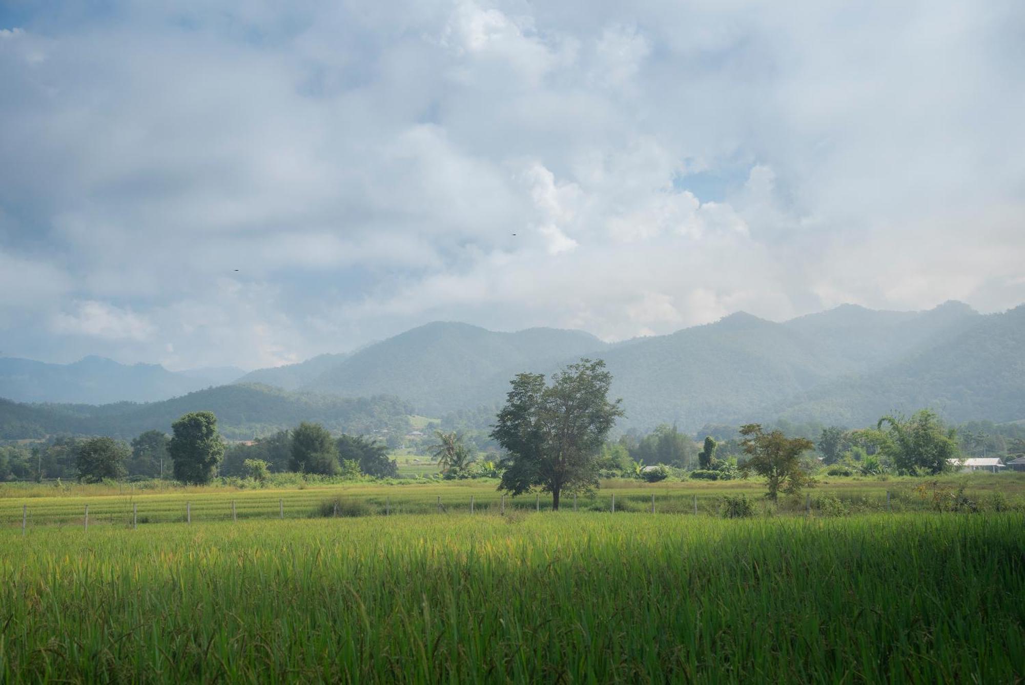 Paddy Fields Haven - Natures Nest Pai Ngoại thất bức ảnh